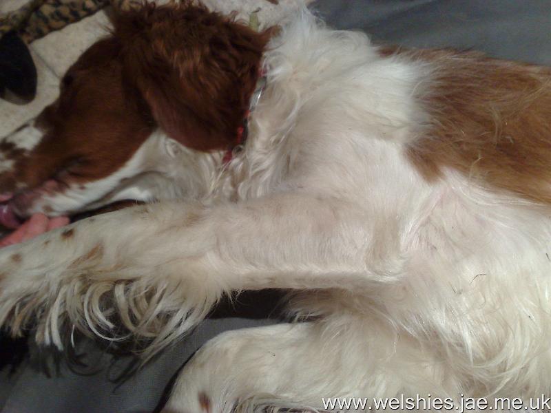 2009-12-10 06.jpg - Hal's leg at 1½ months after the op - fur still not full length and no feathers